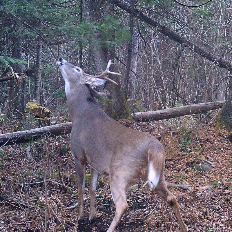 PRODUITS ODORANTS CHEVREUIL