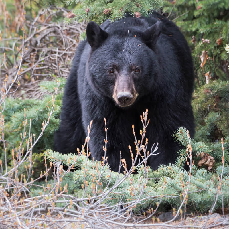 TOUT POUR VOTRE CHASSE À L'OURS