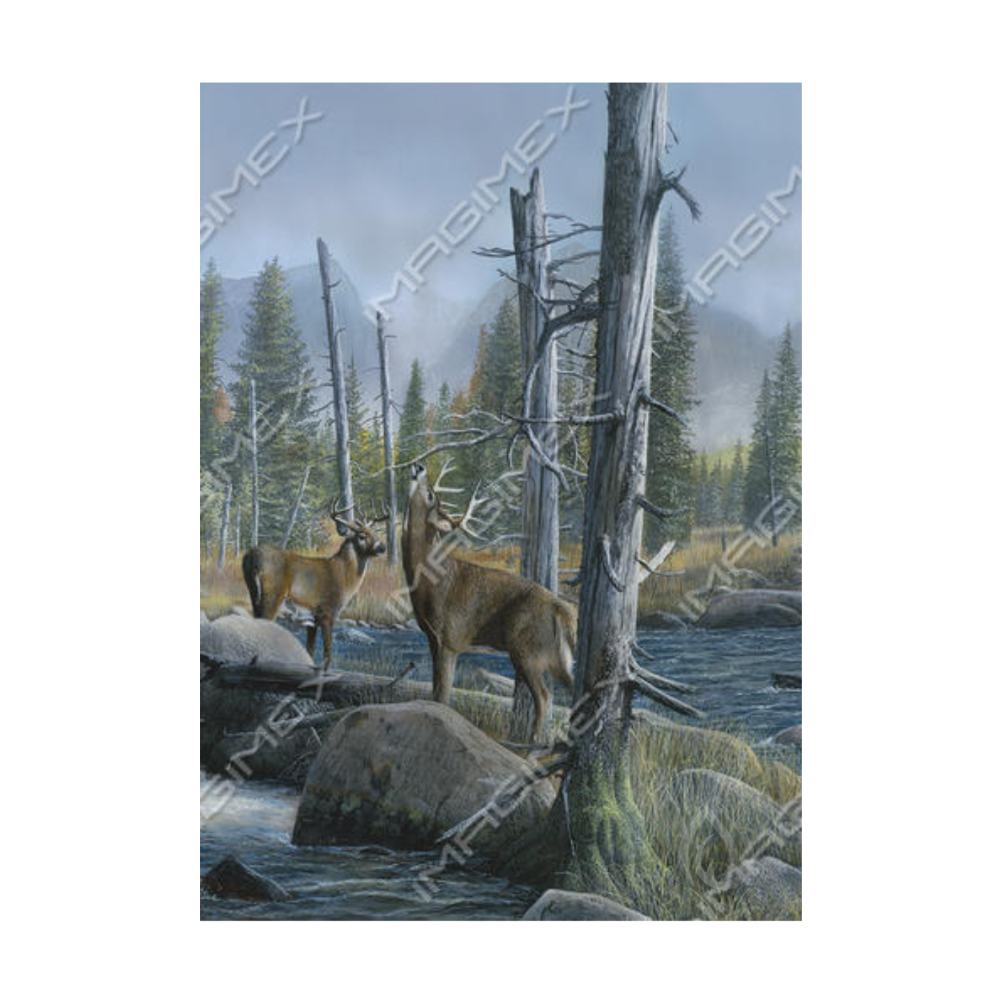 imagimex-carte-de-souhait