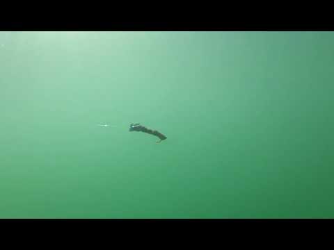 video-makes-lure-smile-blade-slow-death-